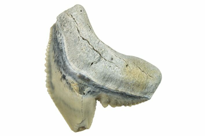 Fossil Tiger Shark (Galeocerdo) Tooth - Aurora, NC #253748